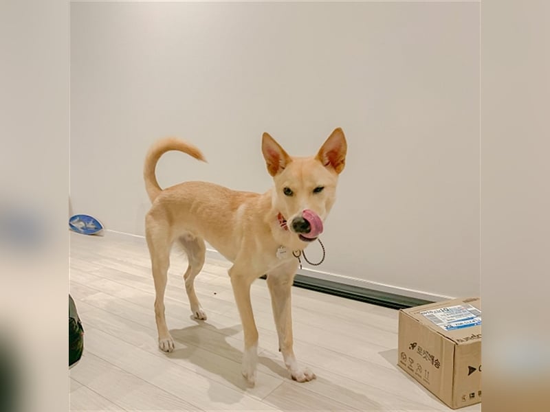 Minsoo ein kleiner , total verschmuster 9 Monate alter Welpe,Tolle Familie gesucht