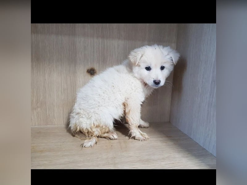 Bentley ein kleiner flauschiger jindo mix, ca 3 jahre,12 kg , zuhause gesucht