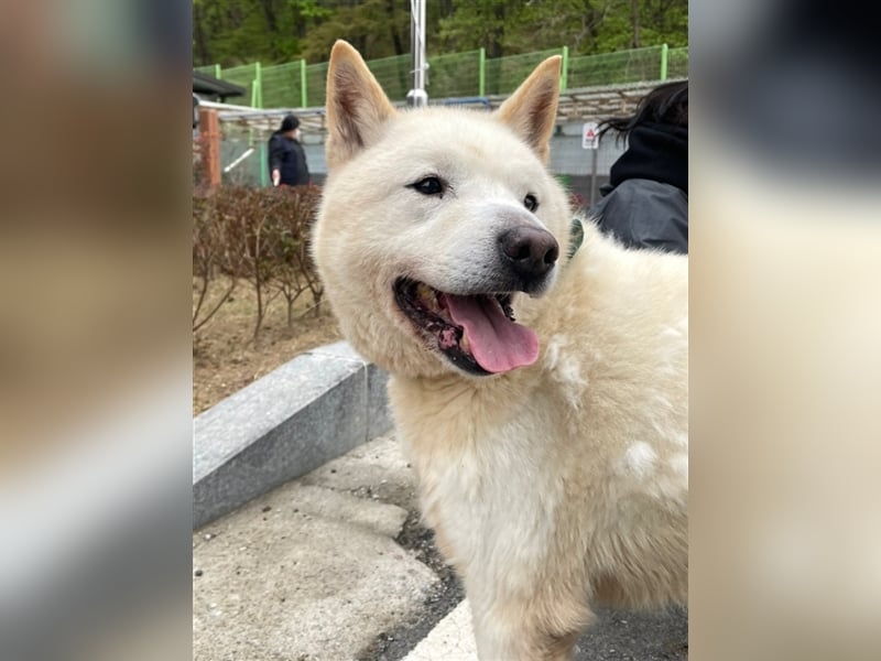 Gangie ,Jindo-Mischling, Rüde,  5 Jahre alt , sehr sozial, verschmust, sucht Traumzuhause
