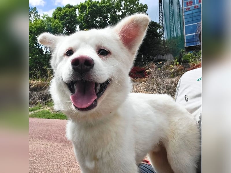 Bentley ein kleiner flauschiger jindo mix, ca 3 jahre,12 kg , zuhause gesucht
