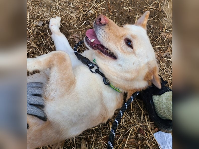 Dash ein lieber senior,8 Jahre , er möchte so gerne noch ein schönes zuhause