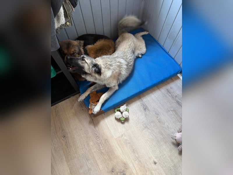 Süßer Cody(1 Jahr/53 cm/15 kg) sucht liebevolles Zuhause