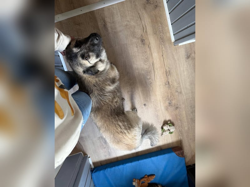 Süßer Cody(1 Jahr/53 cm/15 kg) sucht liebevolles Zuhause