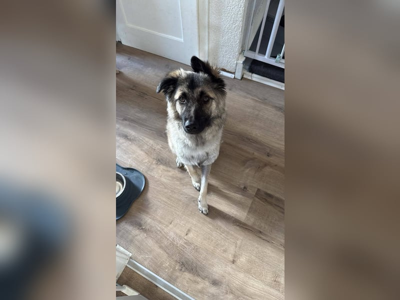 Süßer Cody(1 Jahr/53 cm/15 kg) sucht liebevolles Zuhause