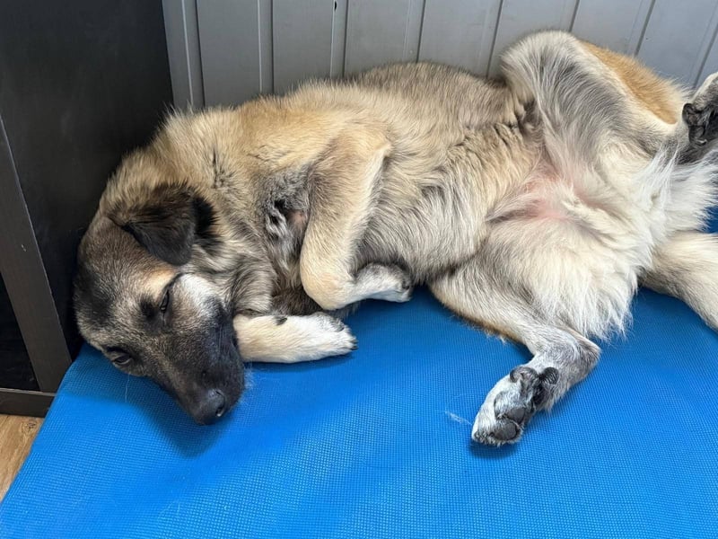 Süßer Cody(1 Jahr/53 cm/15 kg) sucht liebevolles Zuhause