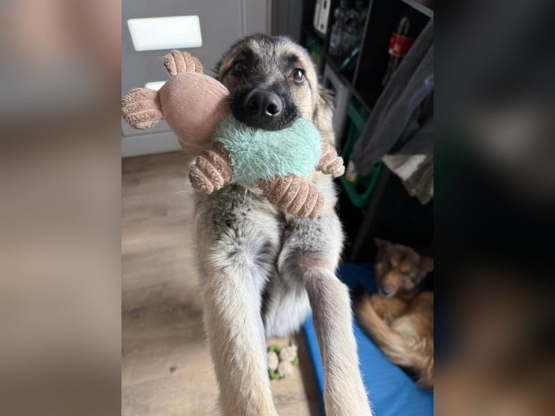Süßer Cody(1 Jahr/53 cm/15 kg) sucht liebevolles Zuhause