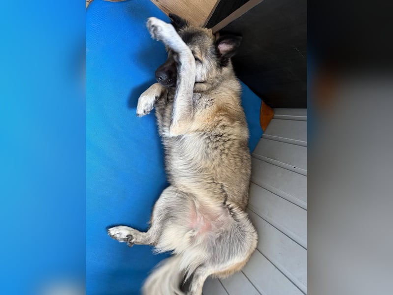 Süßer Cody(1 Jahr/53 cm/15 kg) sucht liebevolles Zuhause