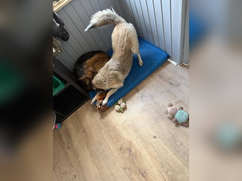 Süßer Cody(1 Jahr/53 cm/15 kg) sucht liebevolles Zuhause