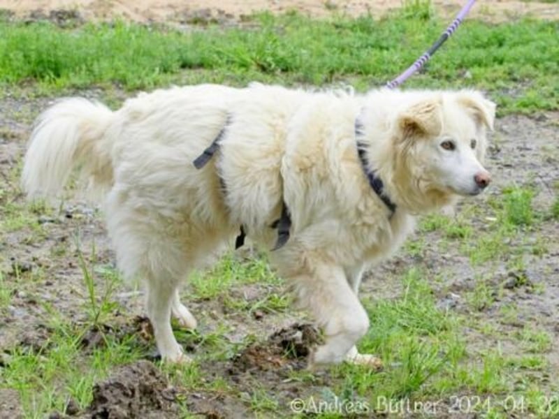 Puiu ist ein toller, super lieber Hund