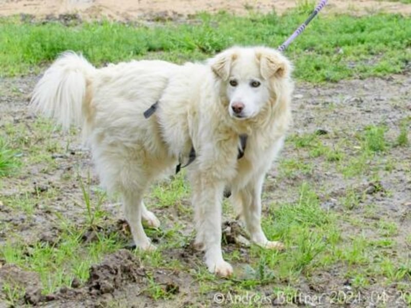 Puiu ist ein toller, super lieber Hund