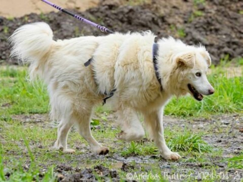 Puiu ist ein toller, super lieber Hund