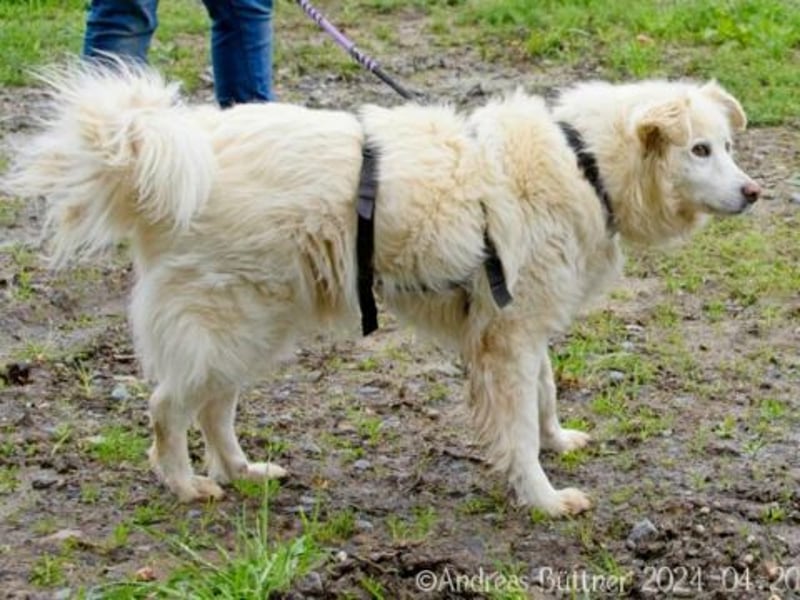 Puiu ist ein toller, super lieber Hund