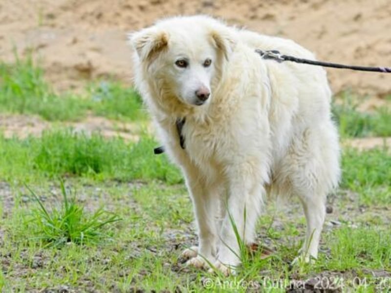 Puiu ist ein toller, super lieber Hund