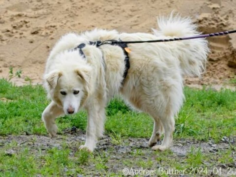 Puiu ist ein toller, super lieber Hund