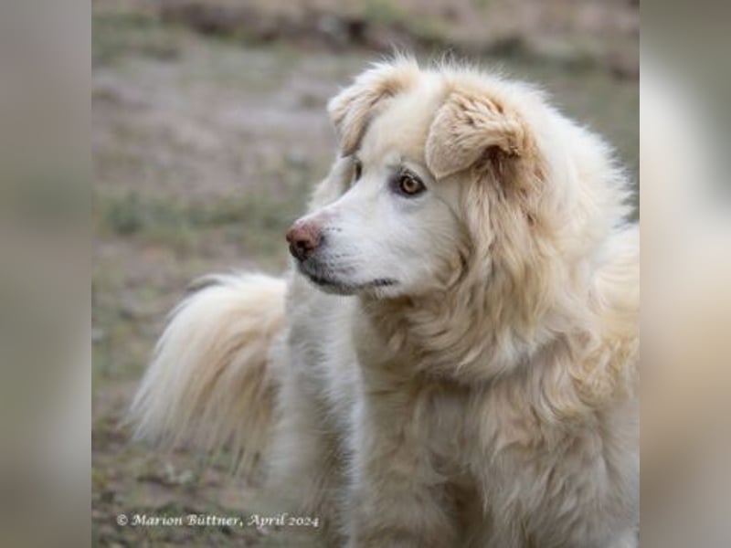 Puiu ist ein toller, super lieber Hund