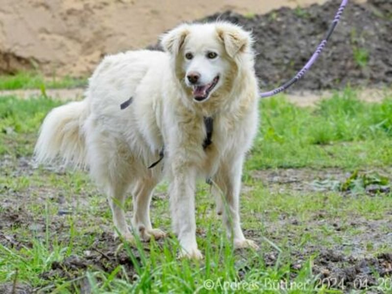 Puiu ist ein toller, super lieber Hund