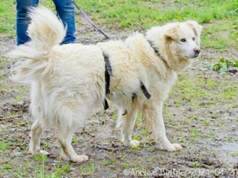 Puiu ist ein toller, super lieber Hund