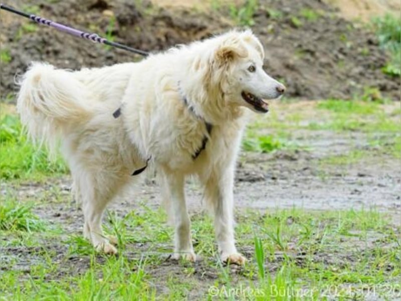 Puiu ist ein toller, super lieber Hund