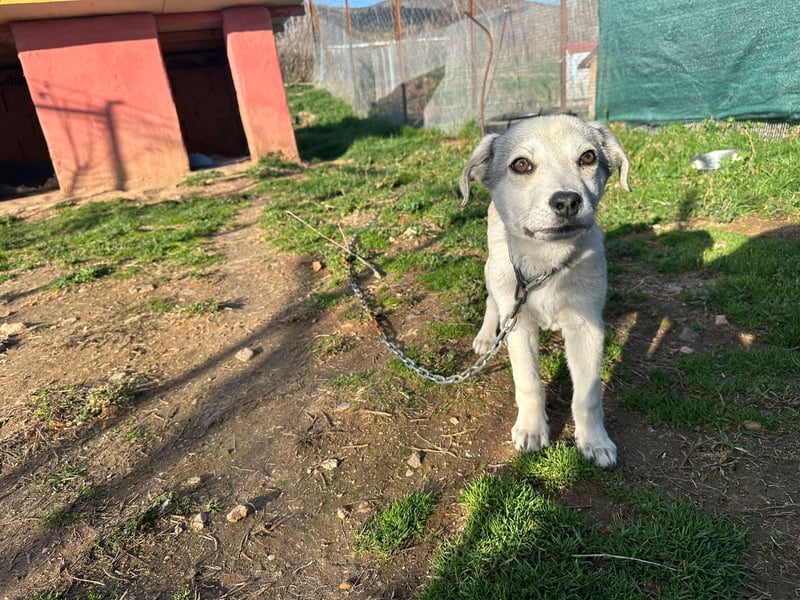 George – Ein treuer Freund auf der Suche nach seinem Zuhause
