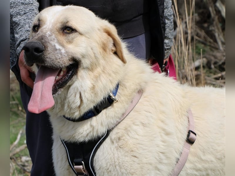 Rouli -  aufgeweckter und geselliger Hund