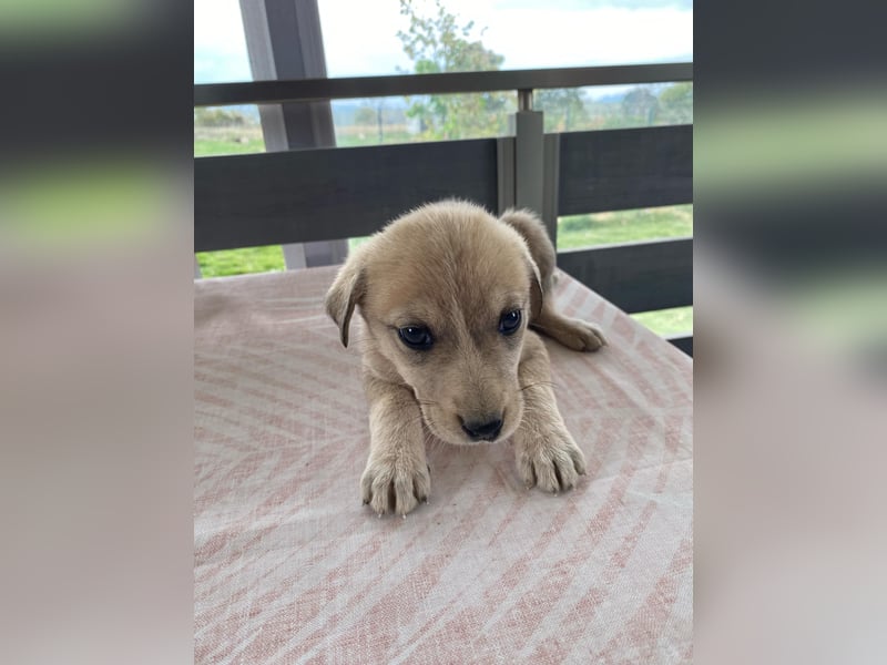 George – Ein treuer Freund auf der Suche nach seinem Zuhause