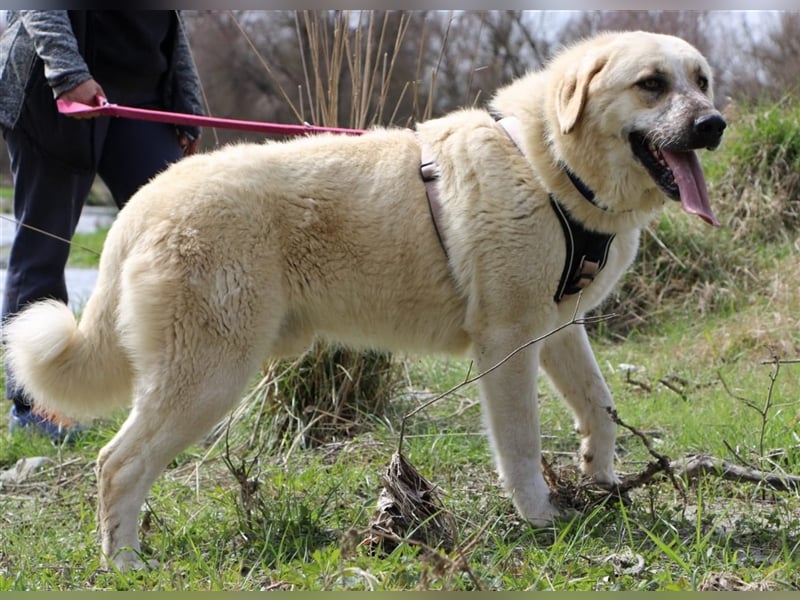Rouli -  aufgeweckter und geselliger Hund