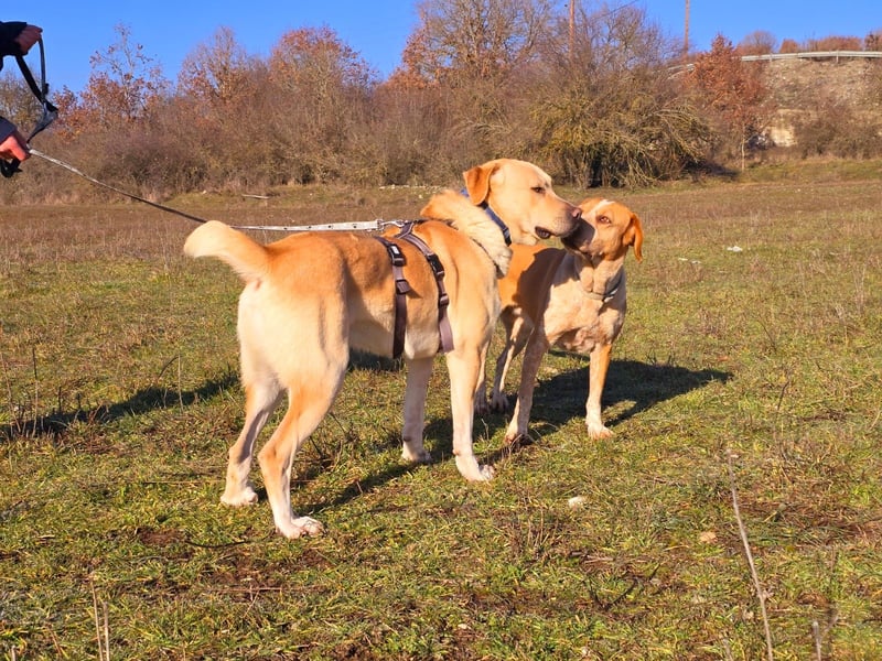 Hector – Der sanfte Riese mit Kuschelpotenzial