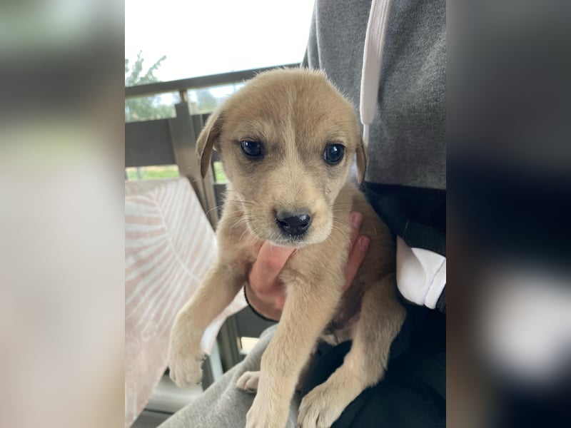 George – Ein treuer Freund auf der Suche nach seinem Zuhause