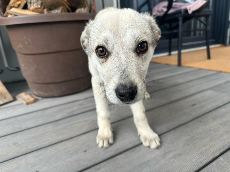 George – Ein treuer Freund auf der Suche nach seinem Zuhause