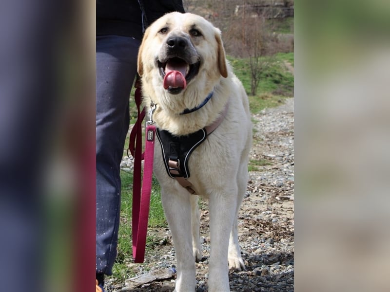 Rouli -  aufgeweckter und geselliger Hund