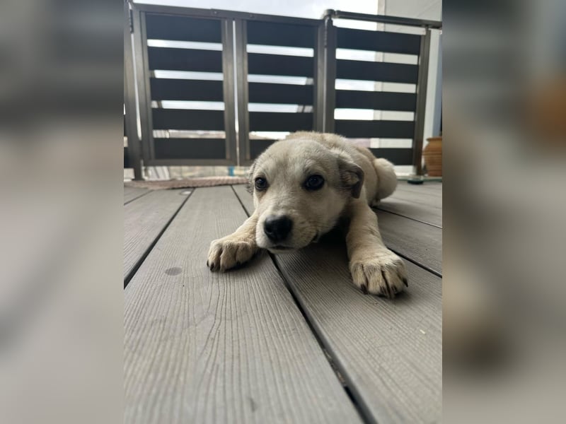 George – Ein treuer Freund auf der Suche nach seinem Zuhause