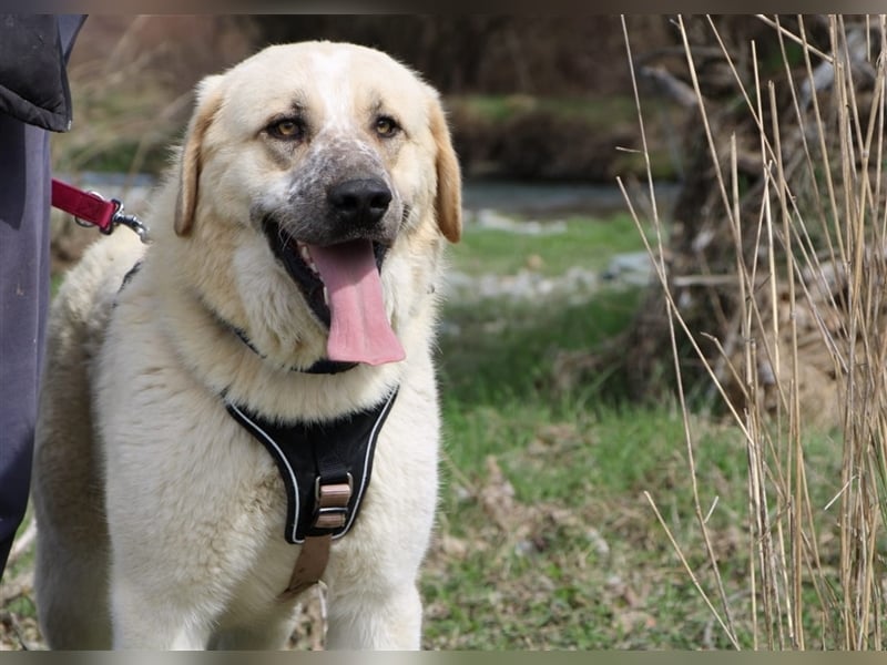 Rouli -  aufgeweckter und geselliger Hund