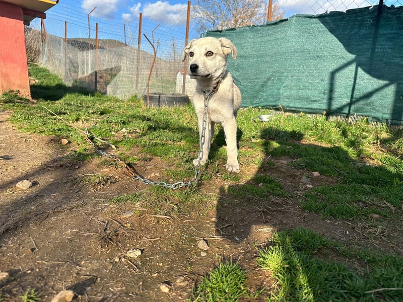 George – Ein treuer Freund auf der Suche nach seinem Zuhause