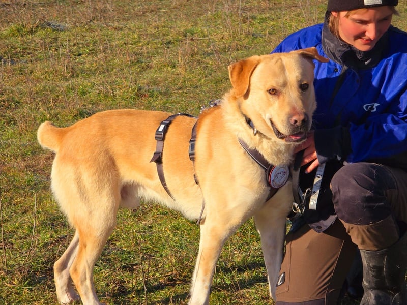 Hector – Der sanfte Riese mit Kuschelpotenzial