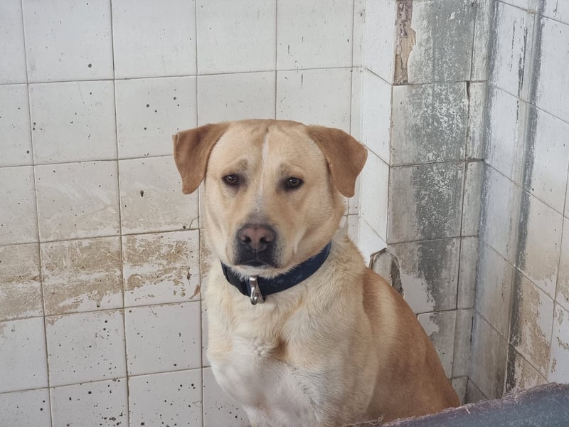 Hector – Der sanfte Riese mit Kuschelpotenzial