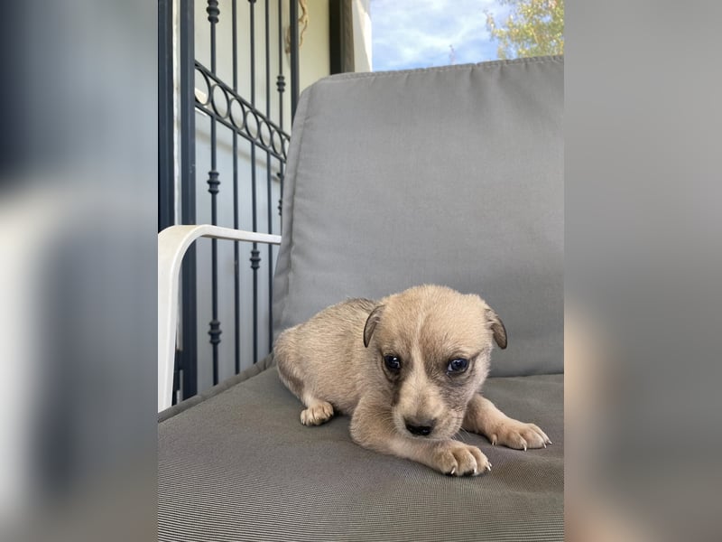 George – Ein treuer Freund auf der Suche nach seinem Zuhause