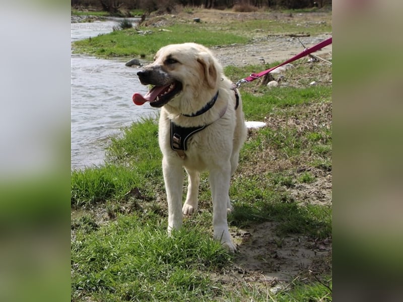 Rouli -  aufgeweckter und geselliger Hund