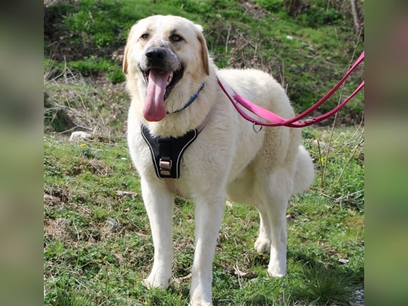 Rouli -  aufgeweckter und geselliger Hund