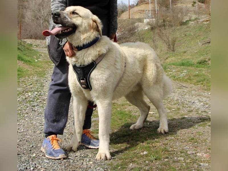 Rouli -  aufgeweckter und geselliger Hund