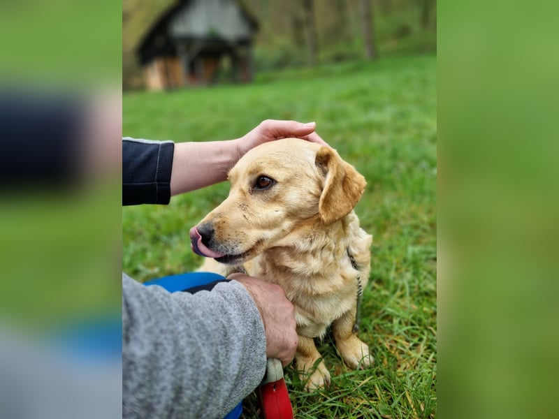 neugieriger Bailey