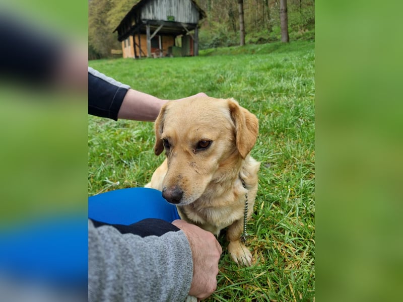 neugieriger Bailey