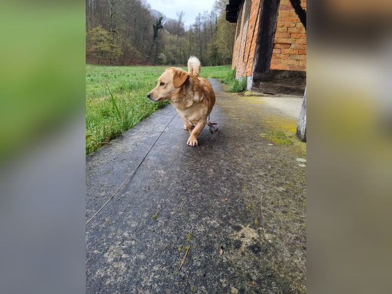 neugieriger Bailey