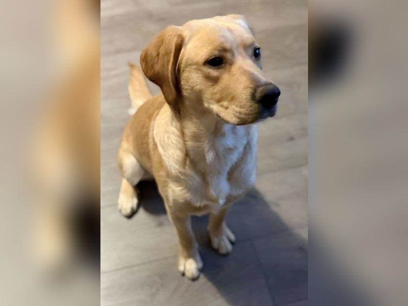 Boomer (Pflegestlle Berlin) mag Hunde und Katzen.