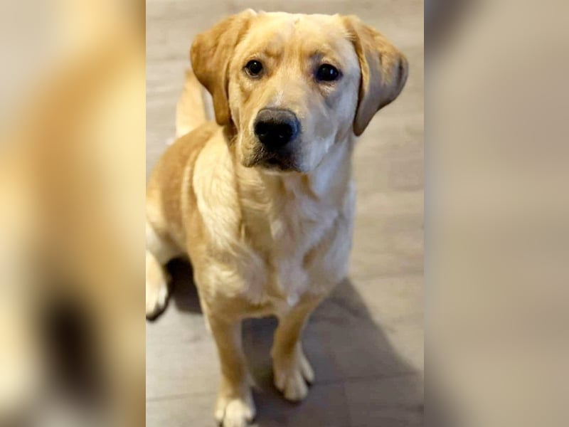 Boomer (Pflegestlle Berlin) mag Hunde und Katzen.