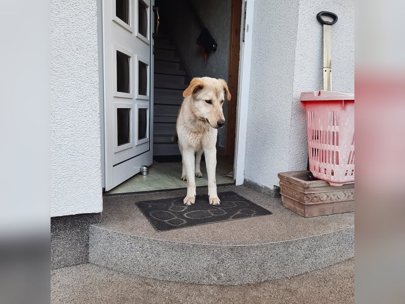 Lieber Thane