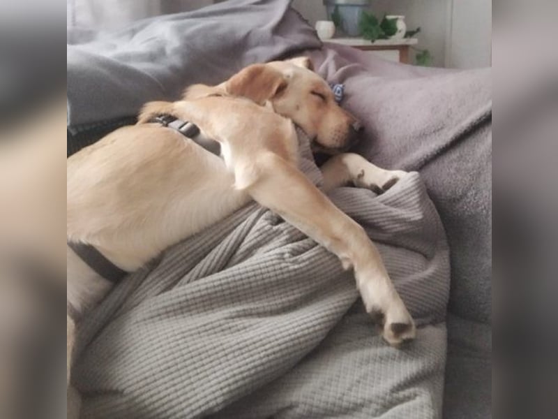 Boomer (Pflegestlle Berlin) mag Hunde und Katzen.
