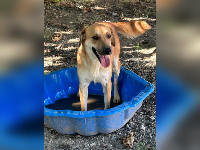 Duncan - verspielter Sonnenschein sucht sein Zuhause