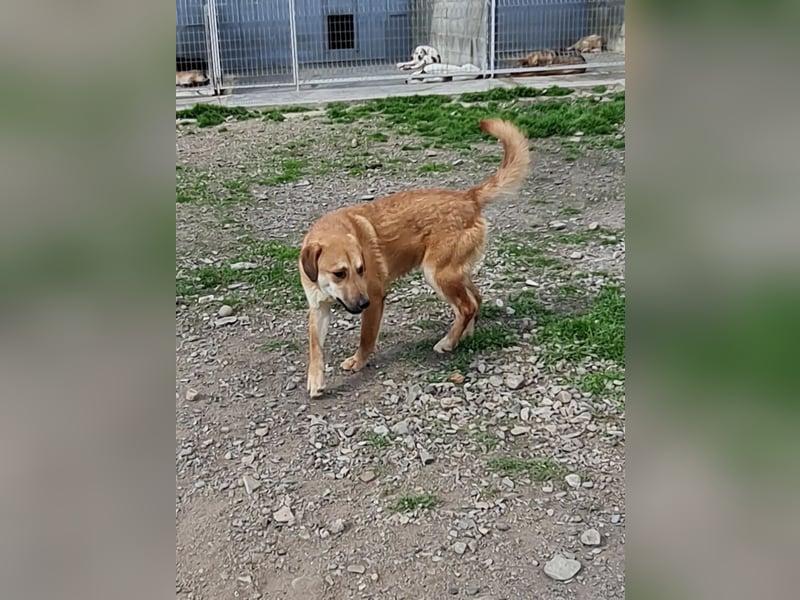 Duncan - verspielter Sonnenschein sucht sein Zuhause