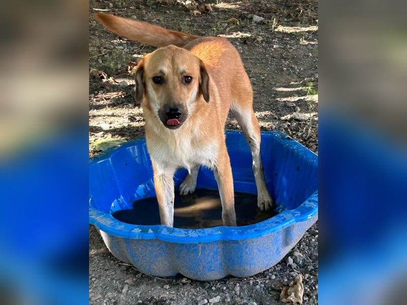 Duncan - verspielter Sonnenschein sucht sein Zuhause
