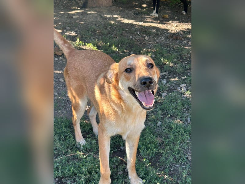 Duncan - verspielter Sonnenschein sucht sein Zuhause